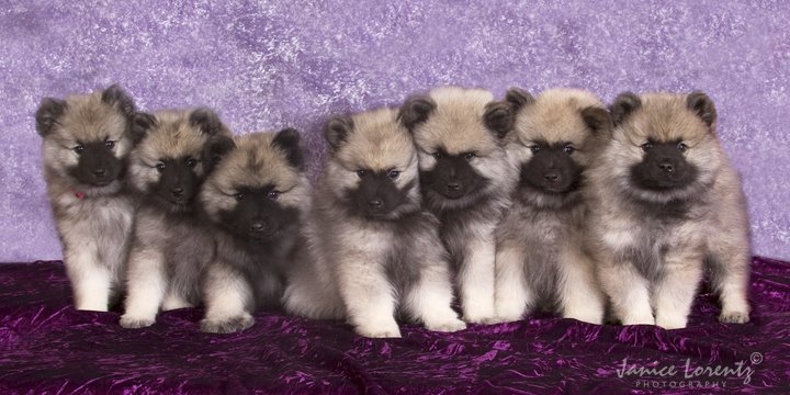 Ziva Puck Logan litter pic 1-2011