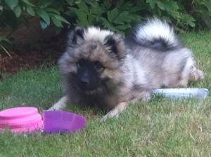 Wicket 2, 3 months old