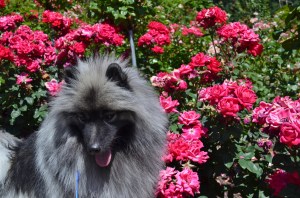 Tallinn at the Portland Rose Garden