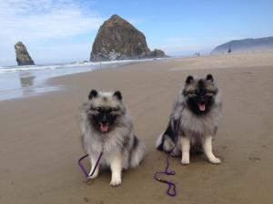 Ziva and Tallinn were fantastic ambassadors for our breed today in Cannon Beach. We talked with at least 50 folks about the Keeshond breed and some took contact information. One family was from Stuttgart, Germany! It is always very rewarding getting to share my beloved dogs with others. After visiting with so many and walking the beach, they lay at my feet at an outdoor cafe while I ate lunch. Perfect!