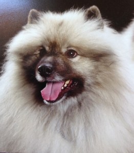 Kiefer, CH Kidkees Island Guru RE, has been bred to Ziva, Kidkees Make No Mistake RN CGC NA OAJ and we expect puppies in November. We believe these puppies will be gorgeous, with correct structure and fabulous working temperaments. A wait list is forming.