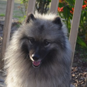 Ziva happily does it all! She is a working therapy dog, visiting veterans and reading with kids. She has many agility titles and competes in Rally. She needs only a major win for her AKC Championship. She has five in her first litter, and of those, one has earned TWO 5 point majors and has gone BOS over specials. Another is major pointed at a specialty his first show weekend, with a novice owner. A third is also pointed. I expect similar results with the coming litter!    