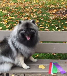 Tallinn is now CHAMPION Kidkees Sweet Escape CGC! She finished with another BOS in Southern Oregon last weekend. And, she polished off that amazing day with a Bred by Exhibitor GROUP 1!! It was a truly special weekend with terrific friends.   