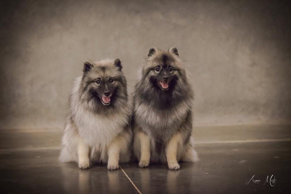 12311102_785176041604244_4614097535416488123_n