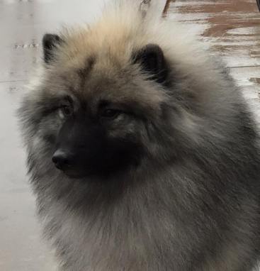 12347664_783869218401593_5798223265301450861_n