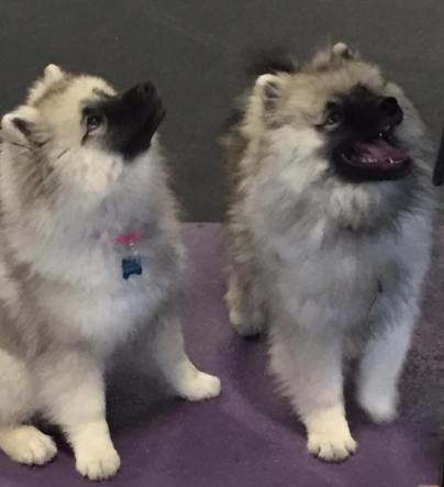 luna-and-koko-3-5-months